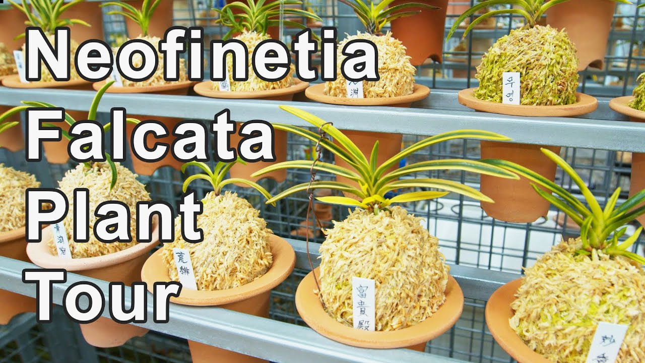 The Niche Orchid Subculture Of Neofinetia Falcata
