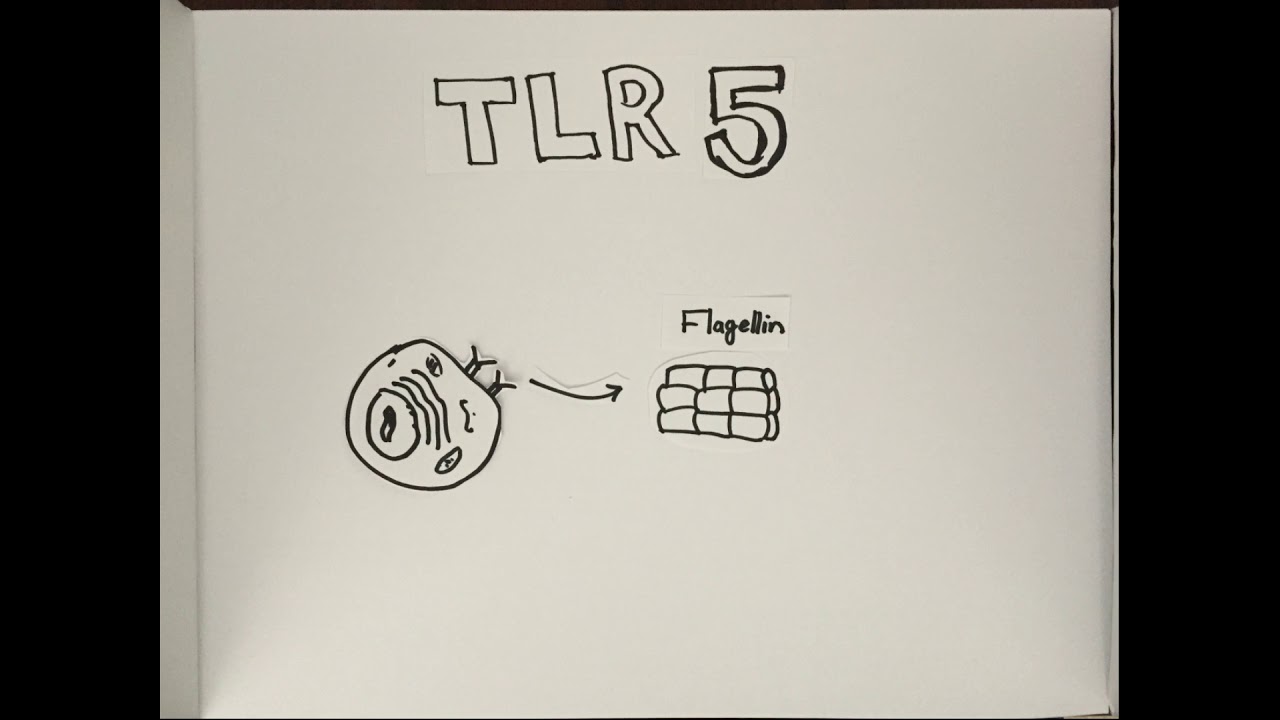 Tell it to your Mother &ndash; TLR-5
