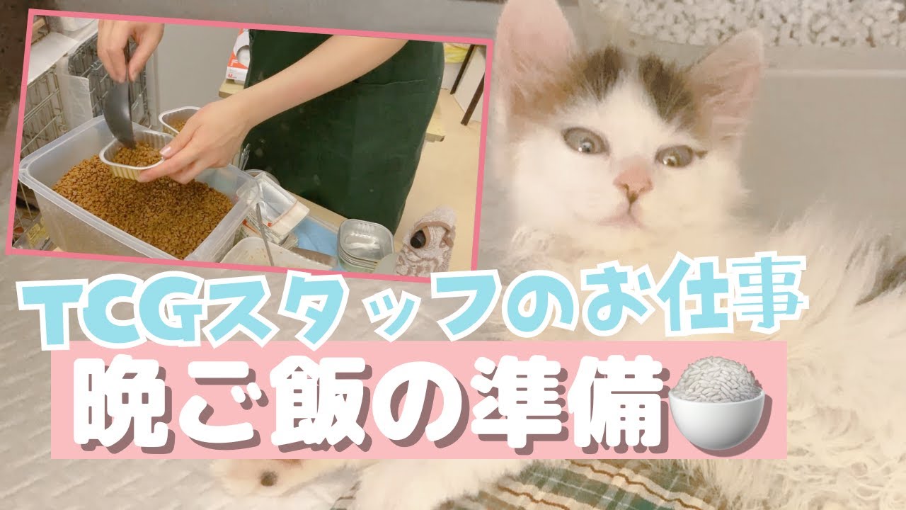 シェルターのお仕事紹介！保護猫たちの夕飯編【猫の保護団体】