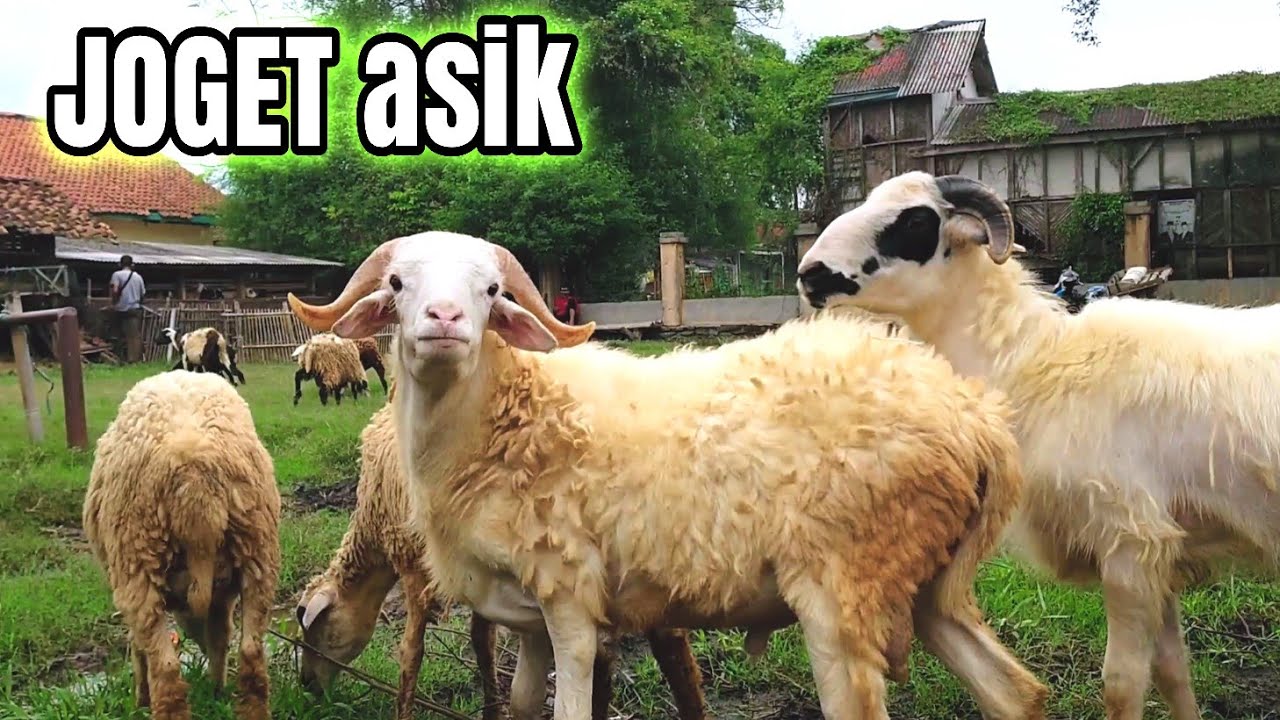 Kambing Joget - Ok Lagu Ceria Remik NTT Dimana Anak Kambing Saya