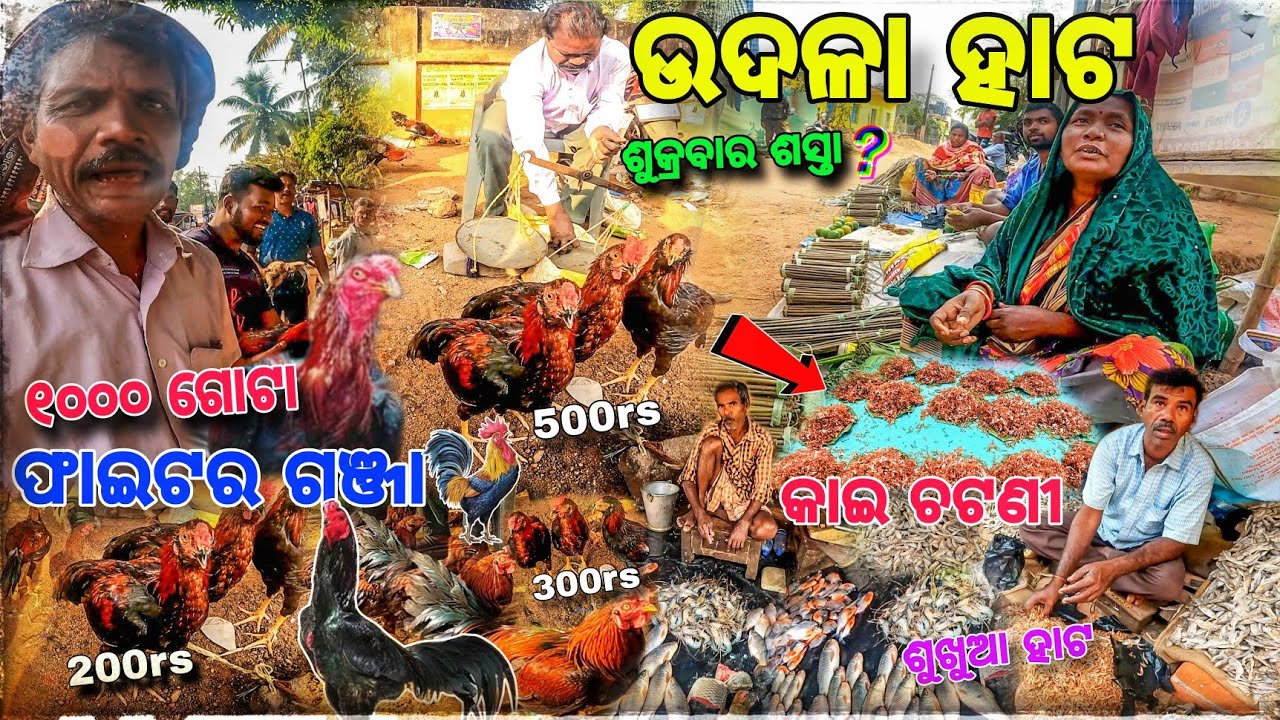 ଉଦଳା କୁକୁଡ଼ା Hata 😱 Rate ❓/ ଆଦିବାସୀ Market Udala / Kukuda Hata In Odisha / Mayurbhanj Tribal