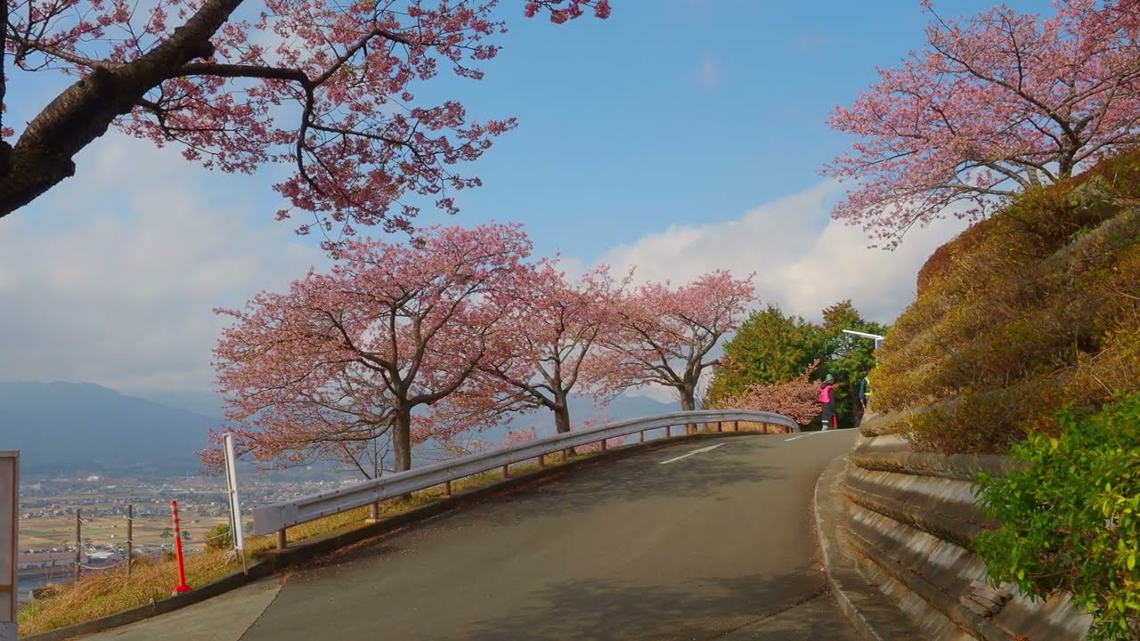 【4k】2026.2.18 松田山の河津桜 New 開花状況 Kawazu cherry blossoms at Matsudayama New flowering status