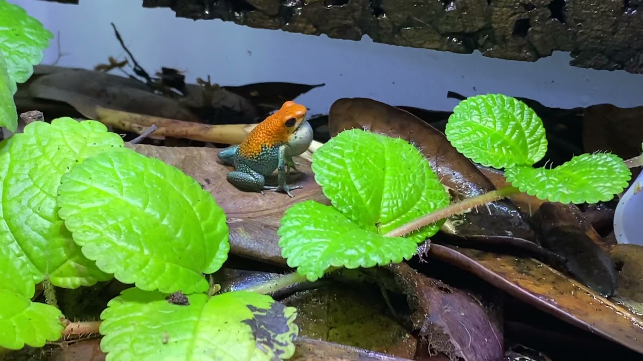 Oophaga granulifera 'Golfito' calling