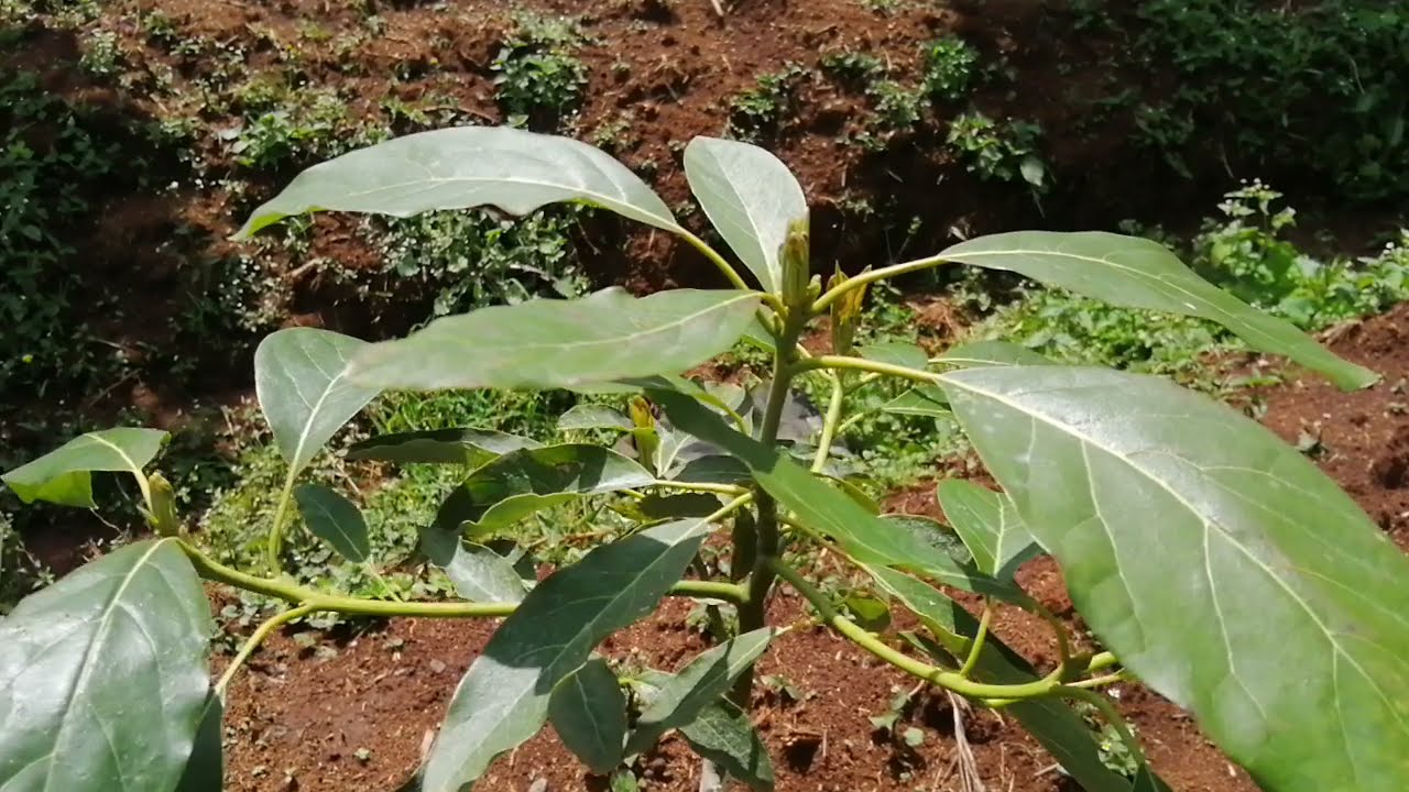 Transplanting avocado seedlings to the field tips | Update #2 | Hass Avocado farming in Kenya