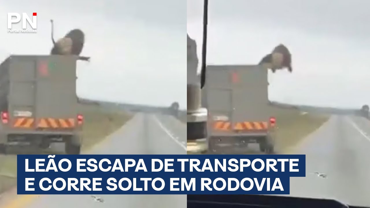 Leão salta de veículo em movimento e causa pânico em rodovia