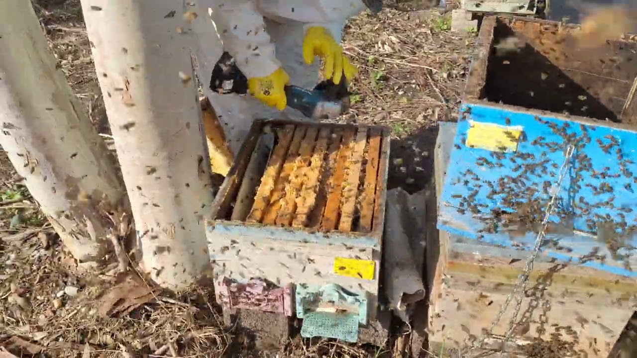14 Şubat da zımba gibi arılar ve kovan değişimi↩️