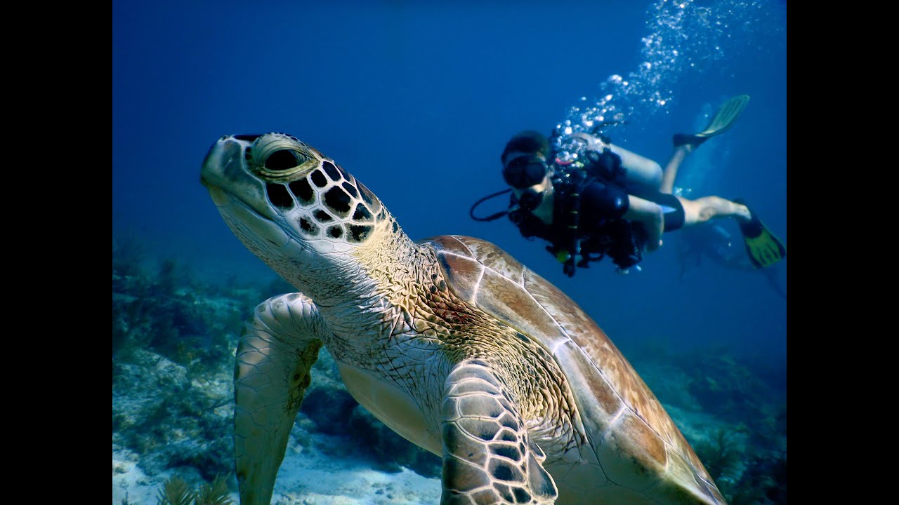 Waters for All: The National Marine Sanctuary Foundation's Vision