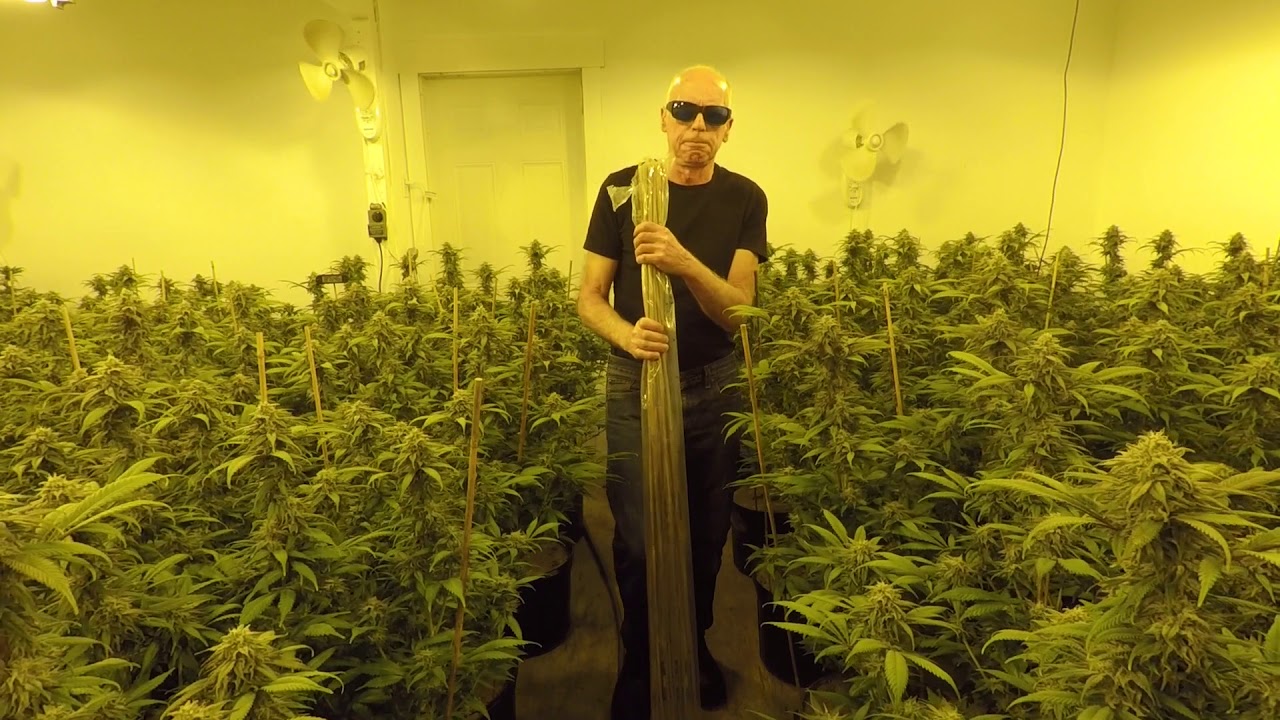 Week Five. Nuken.  Organic No-Till Cannabis Cultivation. Living Soil. Soil Structure.