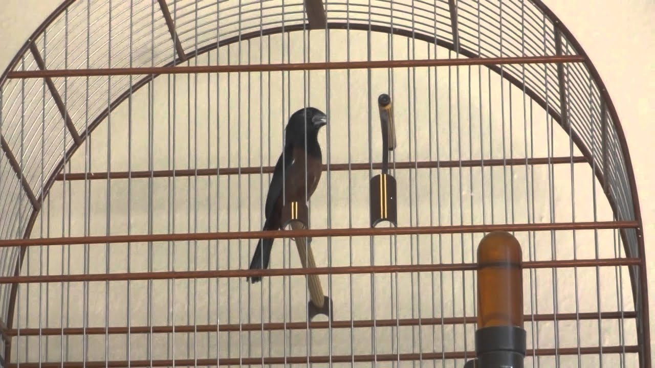 Gaiola Preta Neto