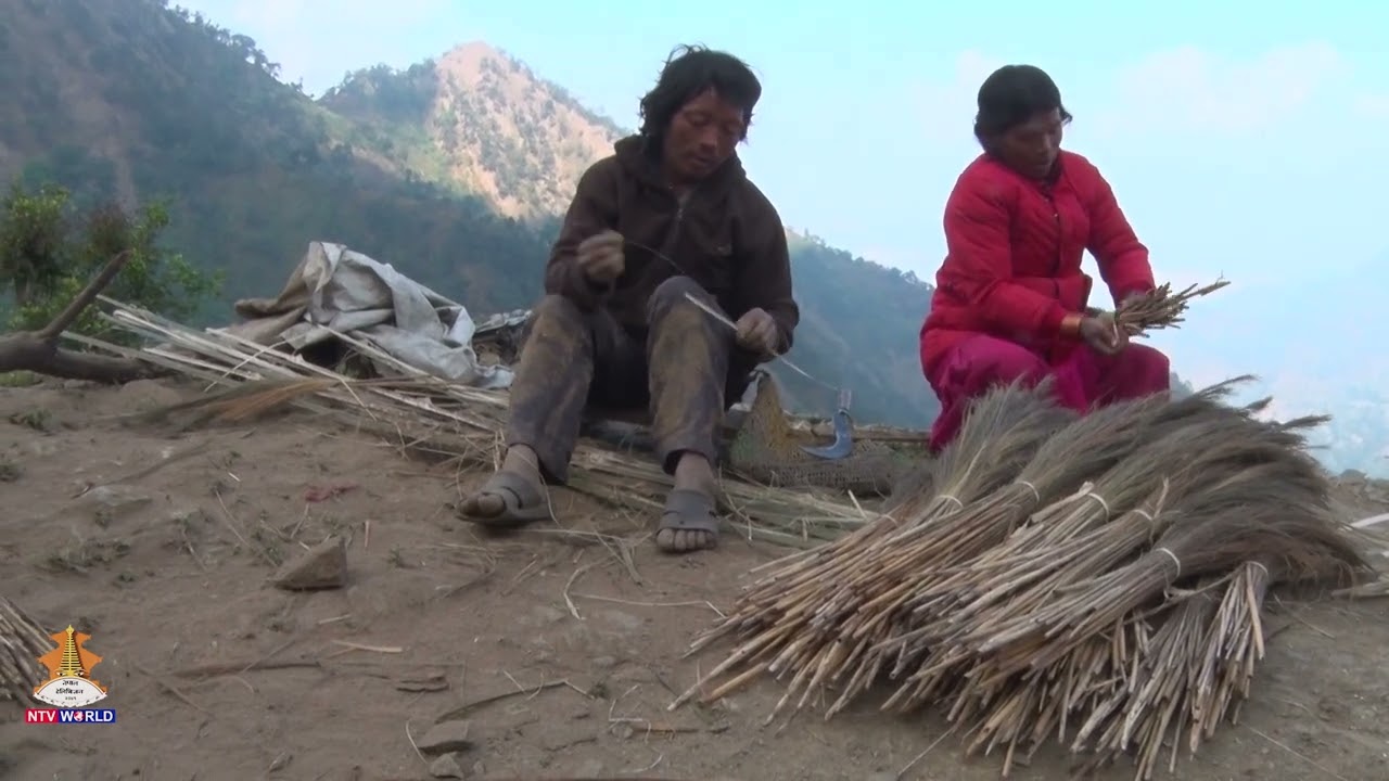 Nepal's Chepang Faces Livelihood Challenges as Amriso Loses its Market Charm #NtvWorld #nepal