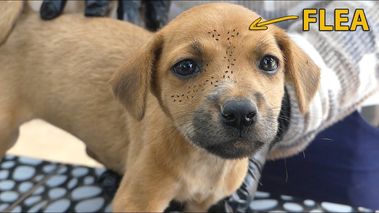 Removing flea from two puppy part1