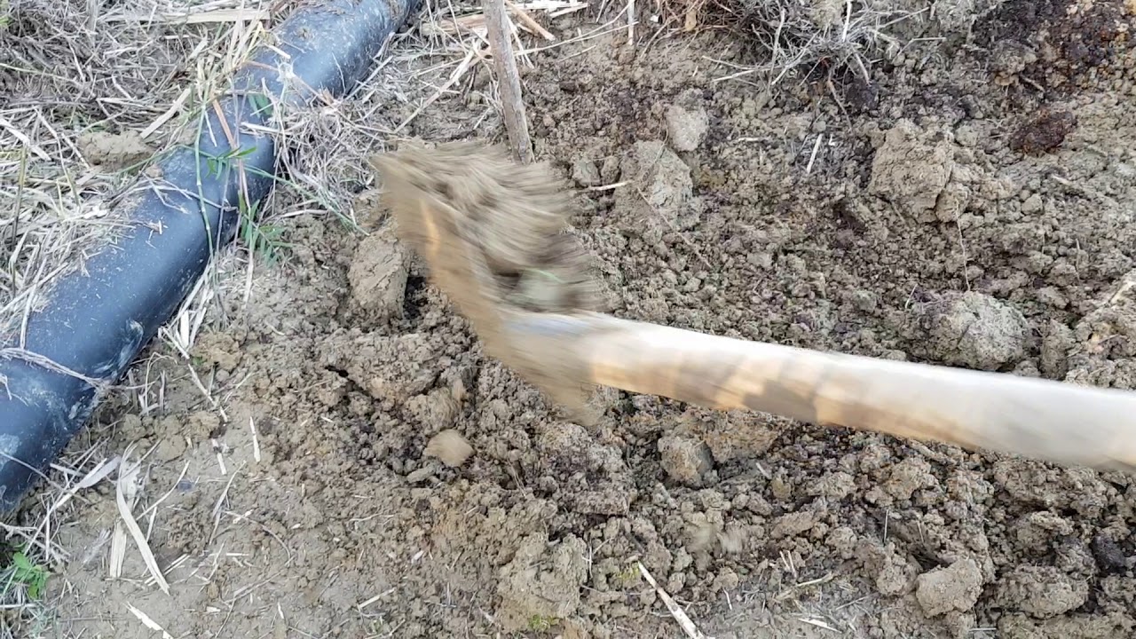 Pikan Cevizi fidanı Dikim