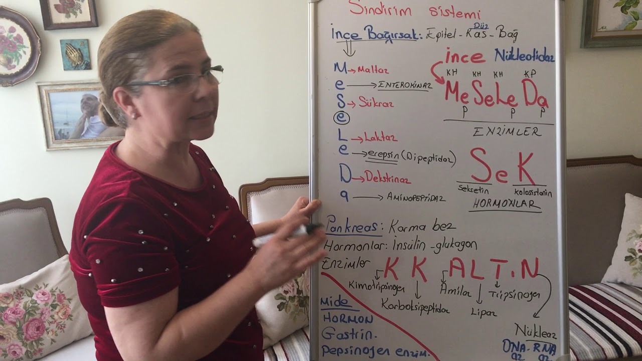 AYT BİYOLOJİ:SİNDİRİM SİSTEMİ 4:sindirim sisteminde üretilen enzim ve hormonlarla ilgili şifreler.