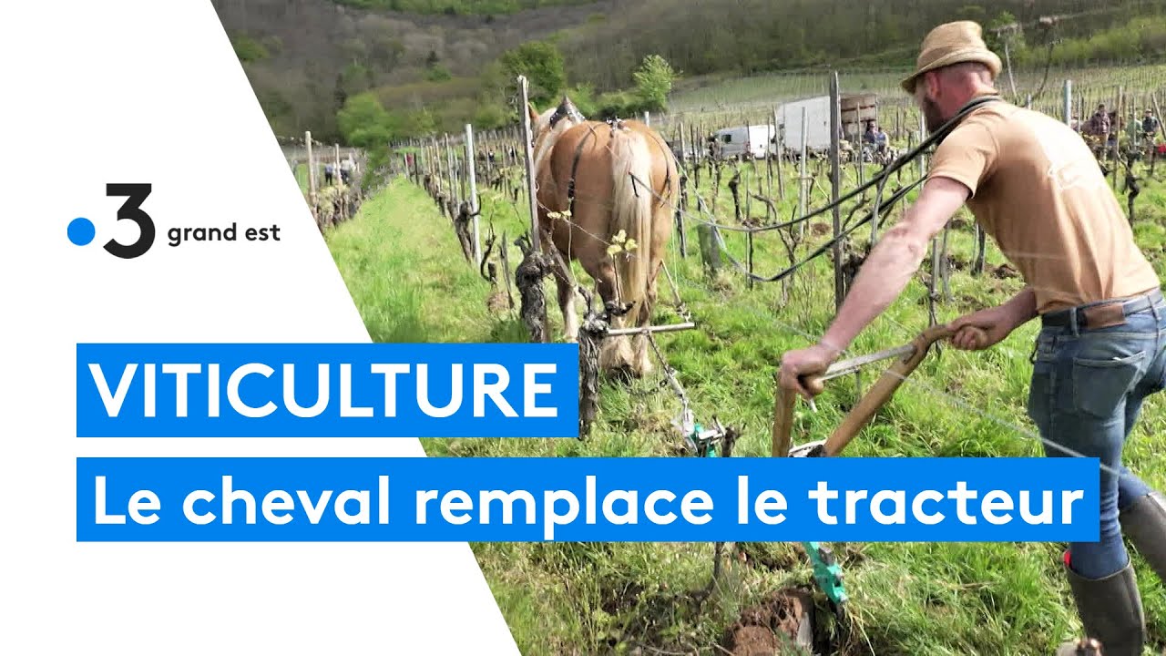 Les chevaux de trait sont de retour dans les vignes