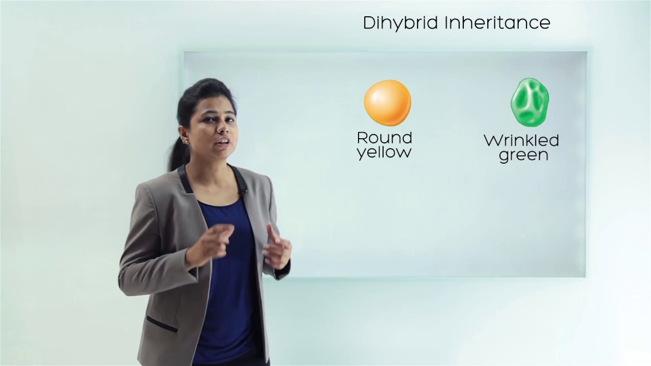 Mendel's experiment | Dihybrid Cross | Law of Independent Assortment