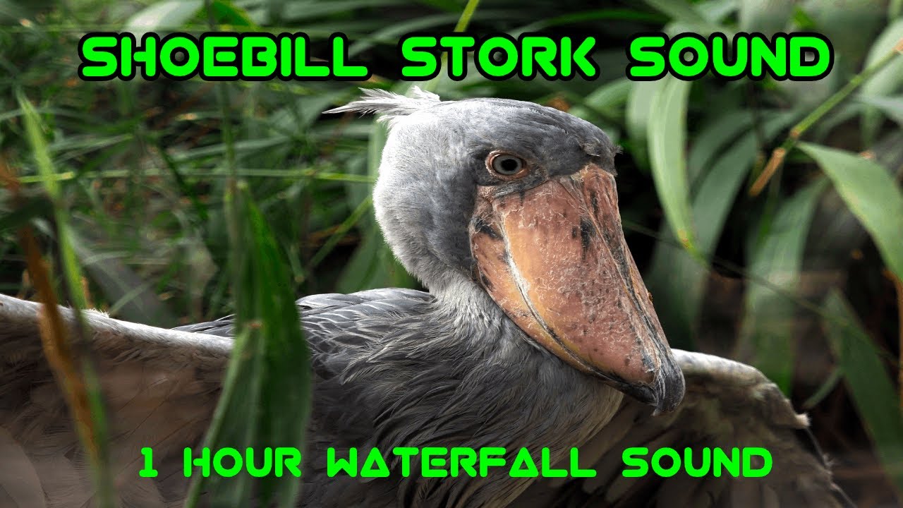 Shoebill Stork Sound | Waterfall and Bird Sounds