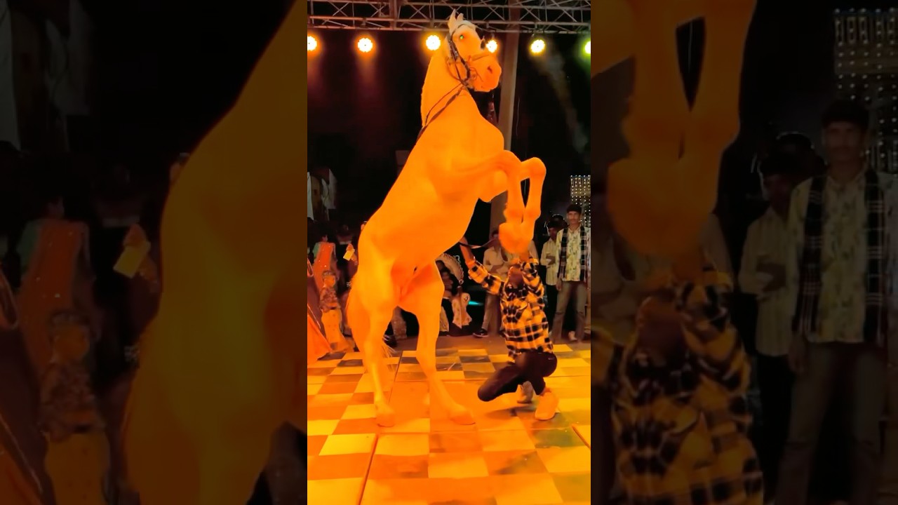 Horse ka bhangda dance👌👌||funny horse dance program|#youtube #dj #ytshorts #dance #horse #shorts