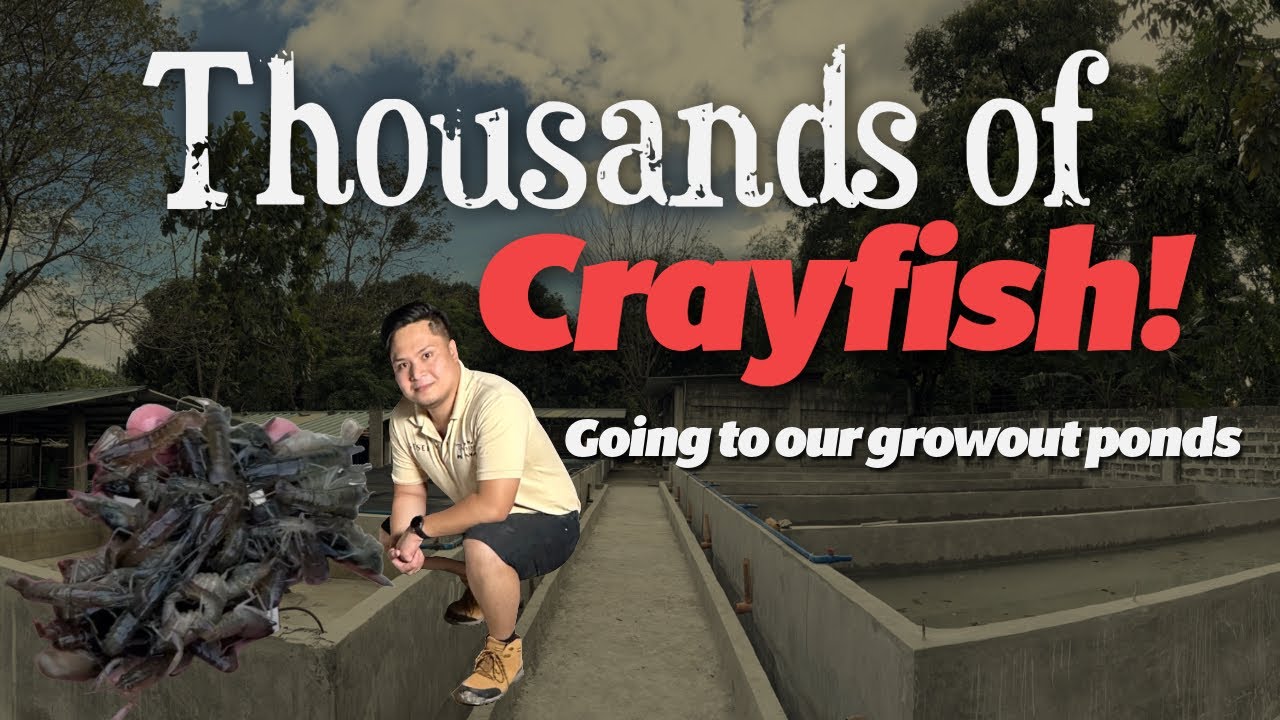 Australian Red Claw Crayfish: Thousands of Juvenile crayfish going to our growout ponds!!!