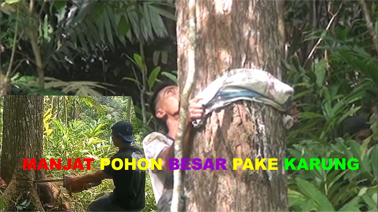 MANJAT POHON PAKE ALAT KARUNG BEKAS