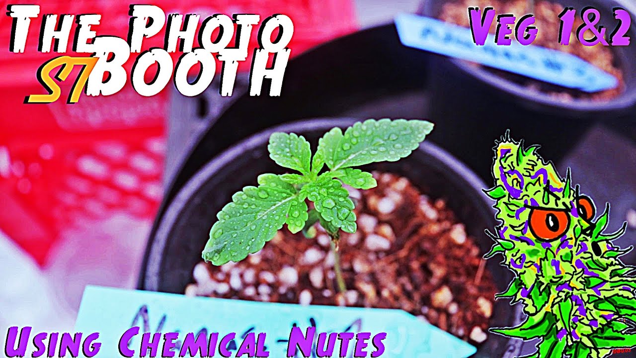 The Photo Booth S7 Ep. 2 | Veg Weeks 1 & 2  | Using Chemical Nutrients | AirCube System Grow