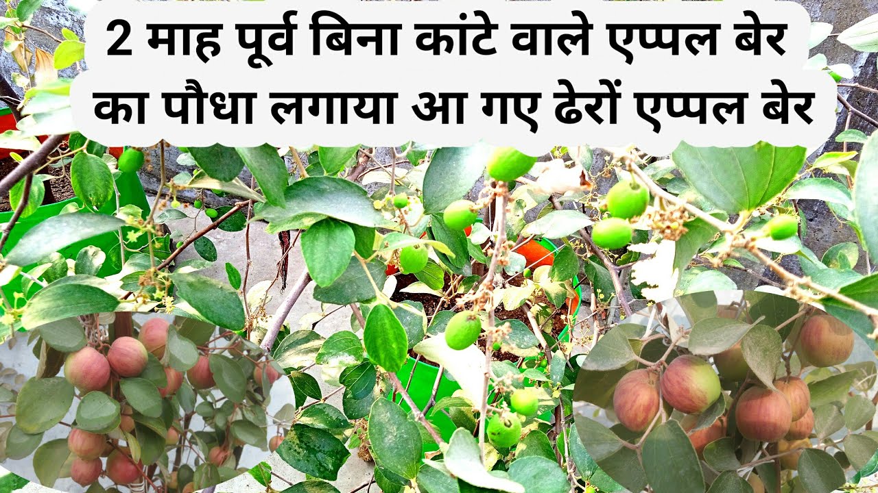 2 महीने पहले लगाया एप्पल बेर का पौधा लग गए सैकड़ों एप्पल बेर के फल || Miss India Apple Ber || Ber