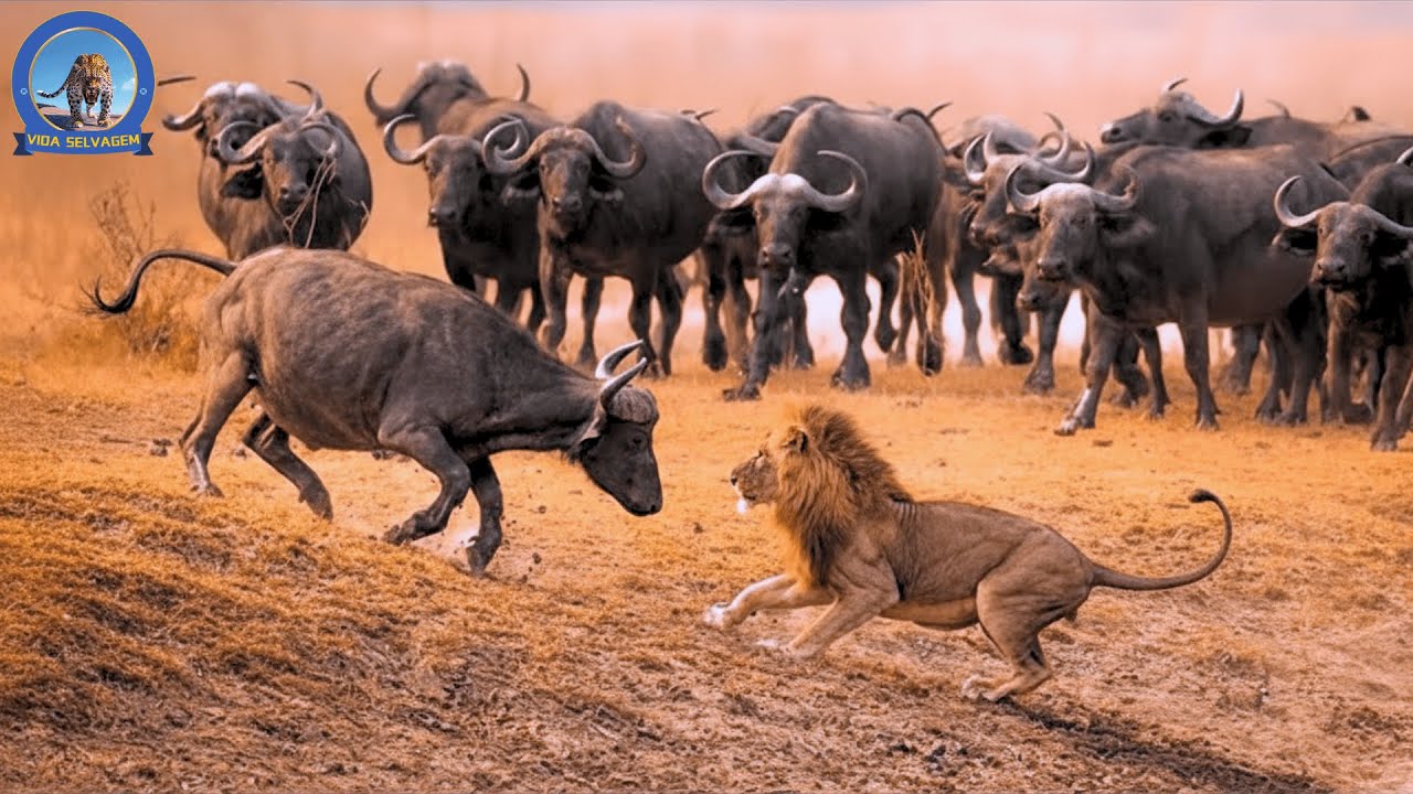 Zâmbia Selvagem – A Luta Pela Sobrevivência na Savana Africana #animaisselvagens