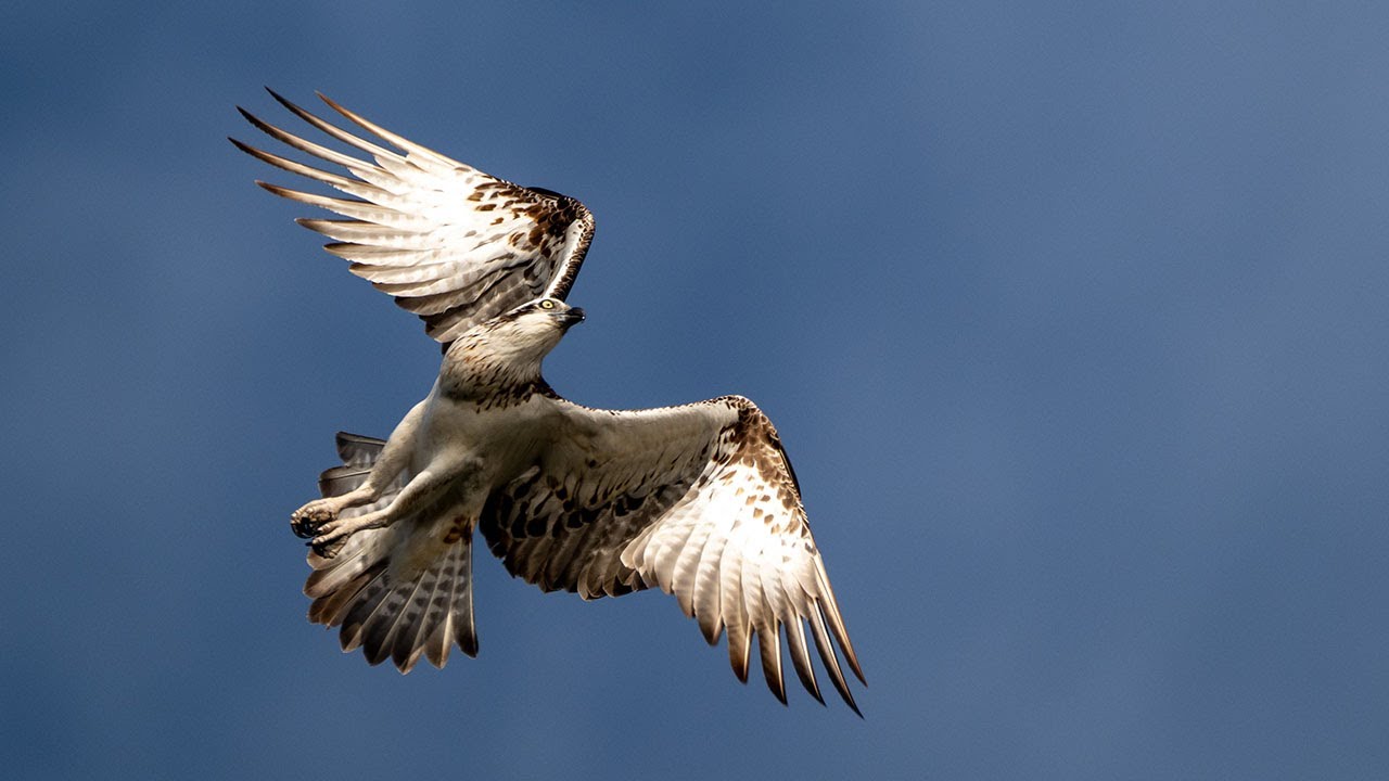 Ospreys, 2025