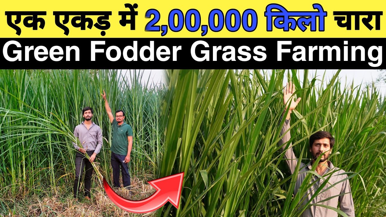 गर्मी में सुपर नेपियर की खेती कब और कैसे करें । 1 बार लगाने से चले 8 साल तक । Super Napier grass ।