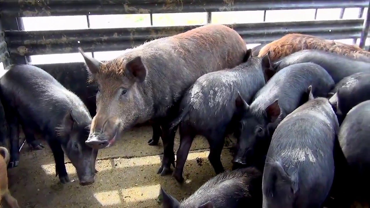 Loading Wild Pigs for Transport