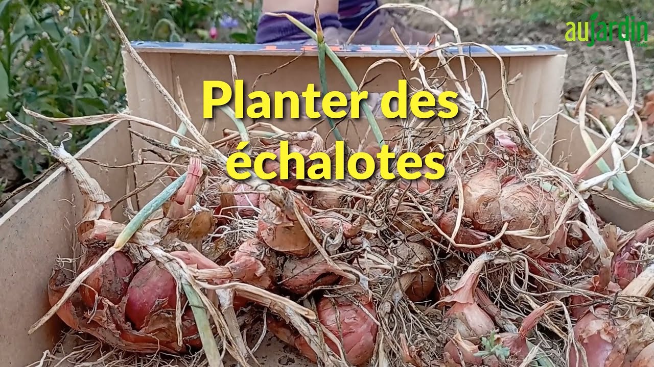RÉUSSIR la PLANTATION et la RÉCOLTE de l'ÉCHALOTE de PRINTEMPS😀le GUIDE COMPLET