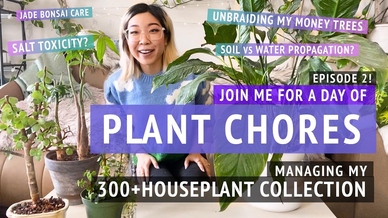 PLANT CHORES | solving bottom watering problems, repotting, pruning, a little bit of everything!