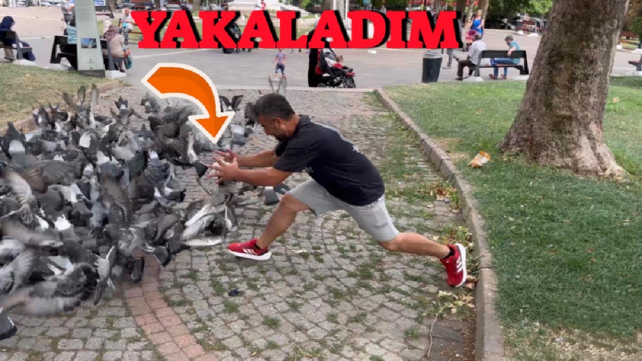 Yabani Güvercinler Arasında Kaçak Baska ! ( Havada Yakaladım ! )