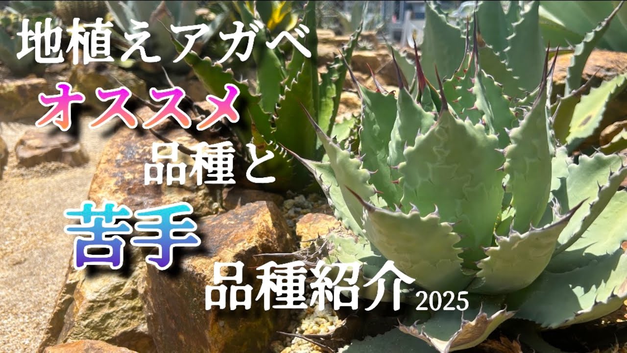 【地植えアガベ】ドライガーデンにオススメのアガベ2025最新版です！耐寒性や成長速度をはじめ難しい苦手な品種も紹介します！