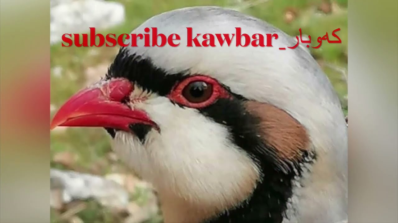 باشترین سەوتی نێرەكەو بۆ ڕاو