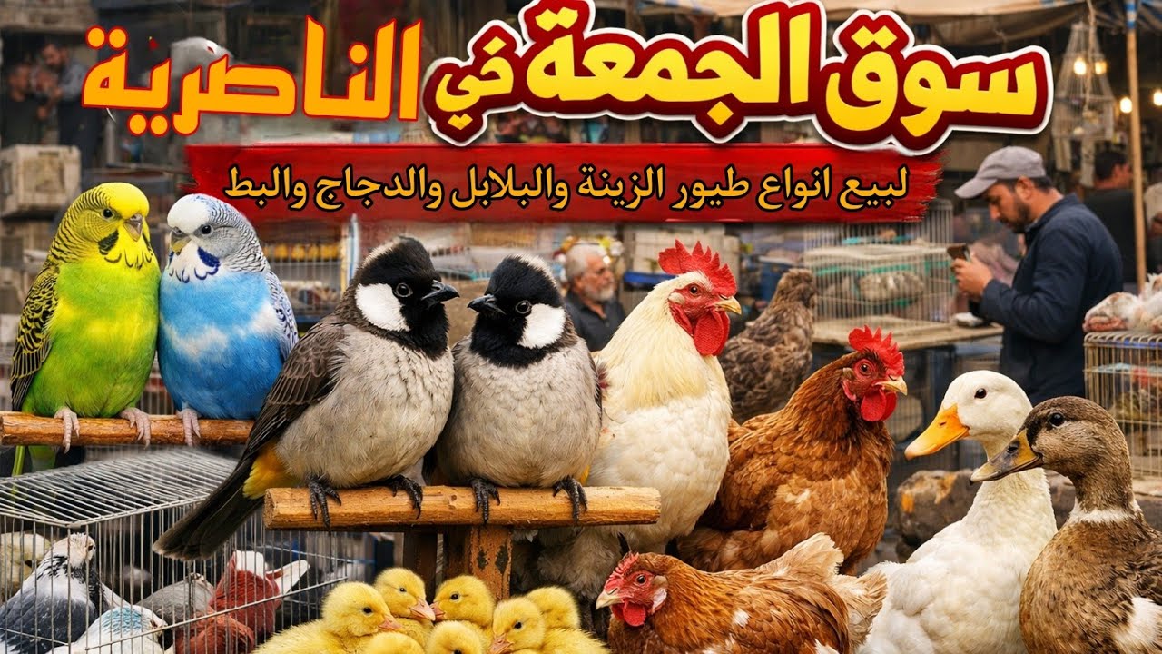 سوق الجمعة في الناصرية لبيع انواع طيور الزينة والبلابل والدجاج والبط بتاريخ 6/مارس/2026 اسعار اليوم🔥
