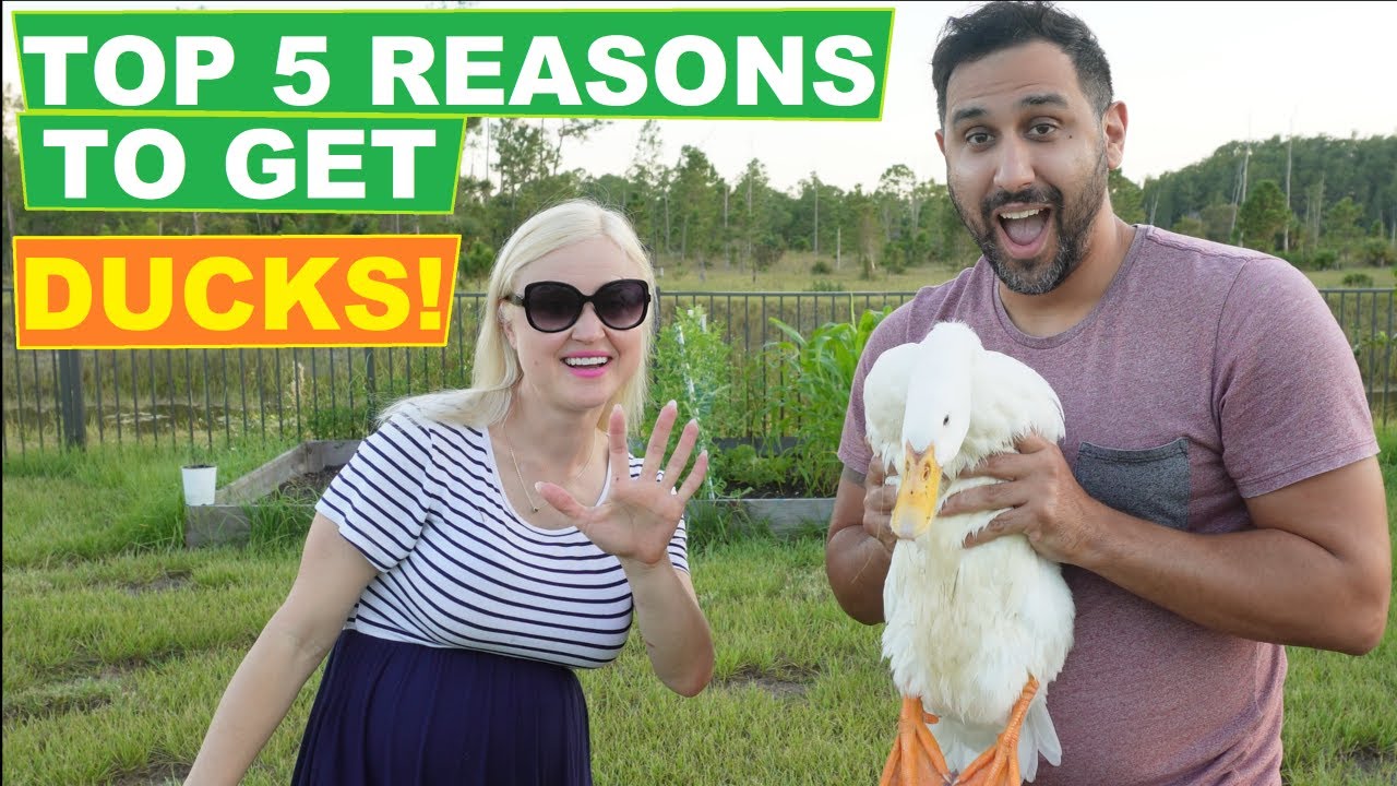 Top 5 Reasons to Get DUCKS! 🦆🥰