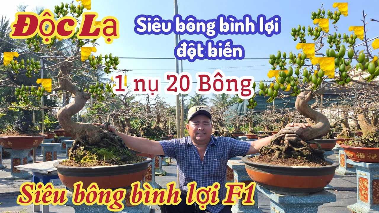 03/02/2026💥Mai vàng chơi tết 2026-siêu bông bình lợi đột biến, siêu bông ngọc phát bonsai giáng long