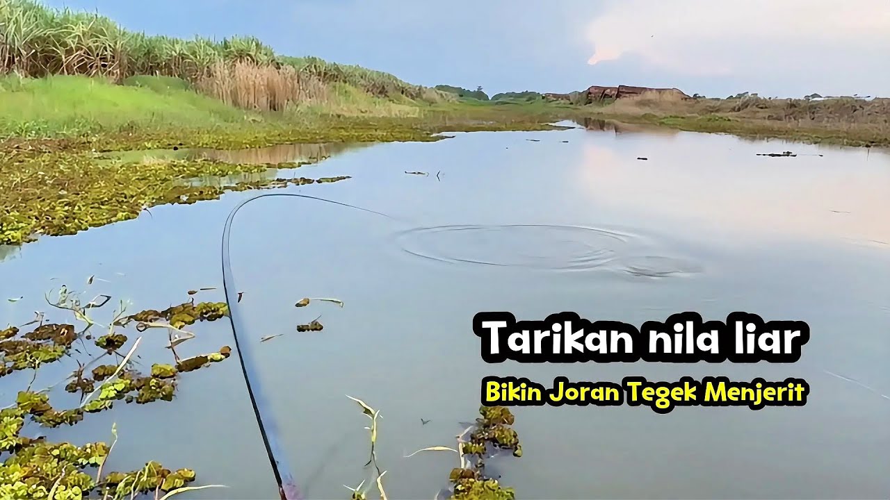 Tarikan nila liar bikin joran tegek menjerit