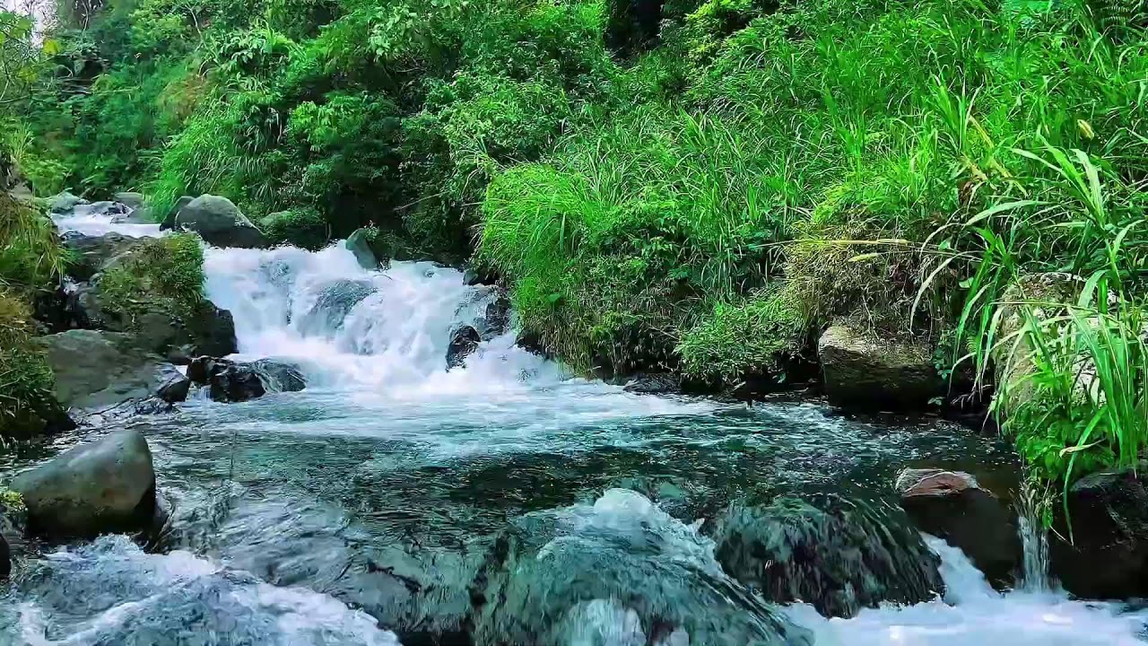 Natural Flowing Forest River, Mountain Stream Sounds, Sleep