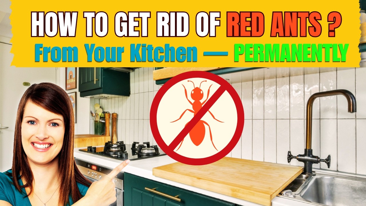 How to Get Rid of Red Ants from Your Kitchen