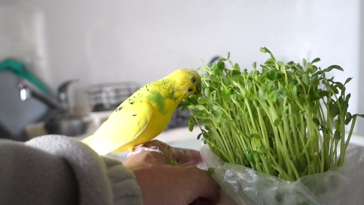 春の足音が聞こえて来る？豆苗祭りセキセイインコ、チャッピー 　When spring approaches, a budgie Chappy joins the pea shoot festival