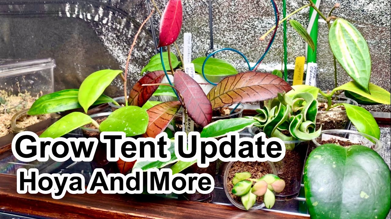 Grow Tent Tour // Five Month Update // So Many Hoya Plants And More