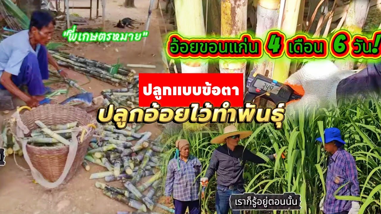 🔥ปลูกอ้อยทำพันธุ์แปลงใหม่! EP.1