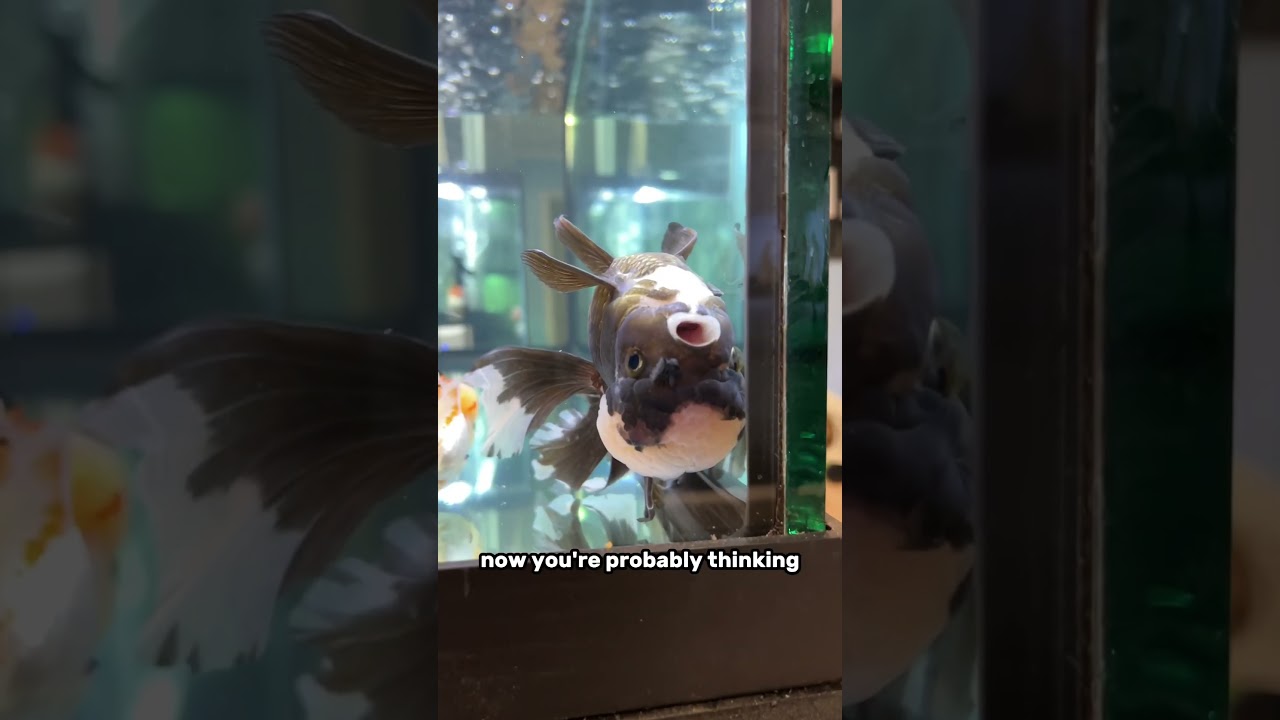 How many goldfish DIED during importing?