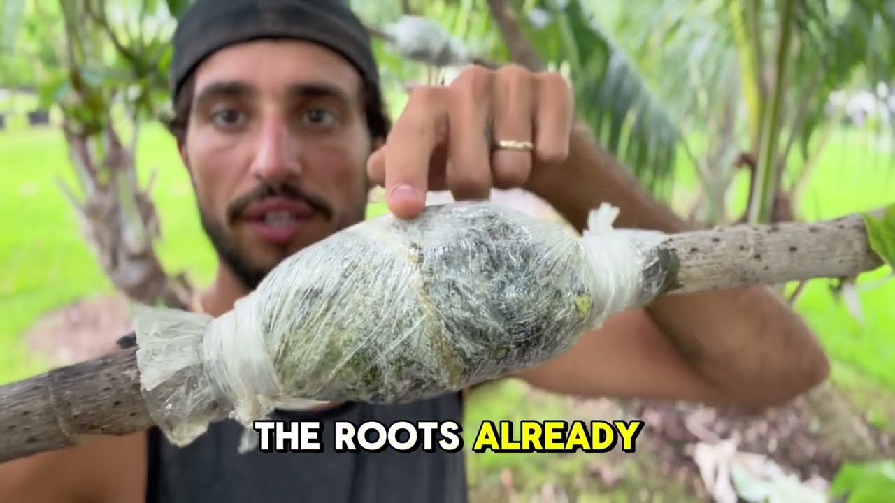 Gummy Worm Fruit Tree Air Layer | Cloning Cecropia Peltata at Home Farm