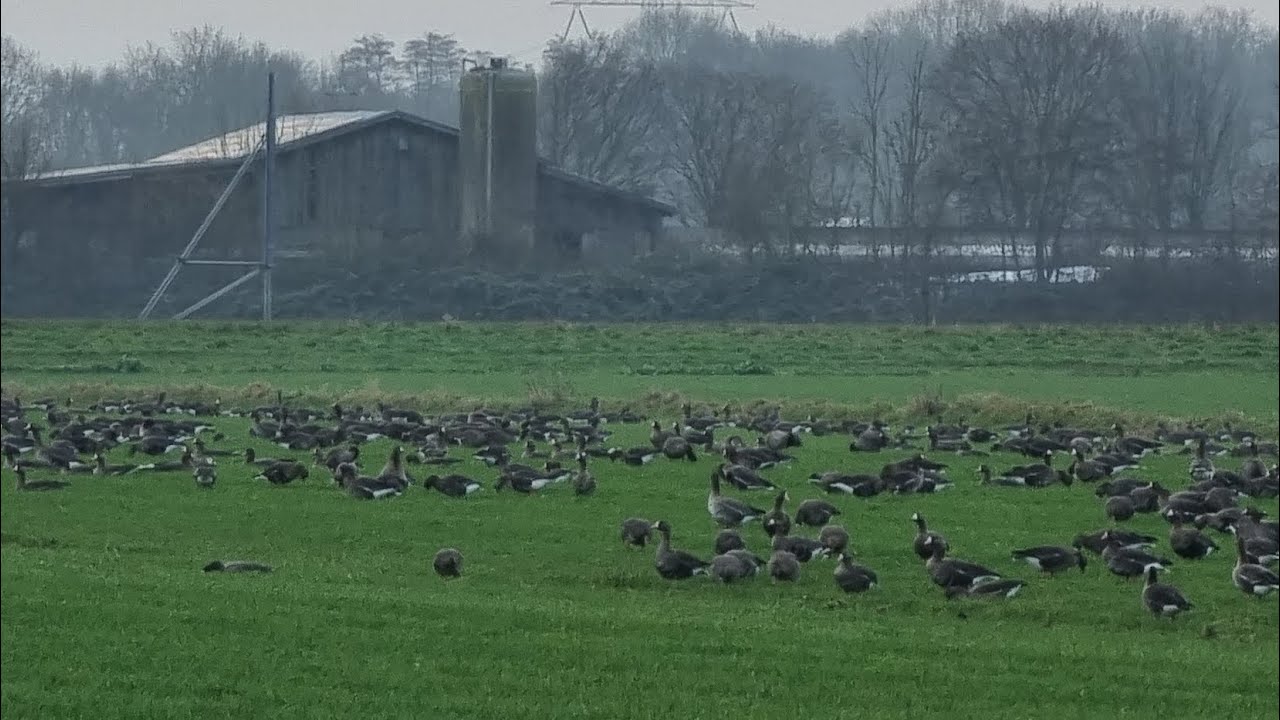 Thousands of geese