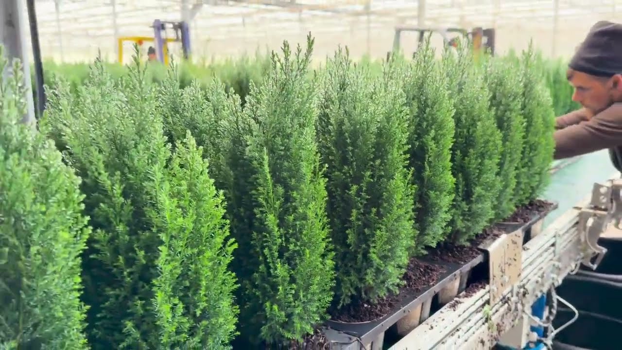 Sorteerlijn Ellwoodii in Kwekerij De Waele Wilwoodii, Lochristi, Belgium