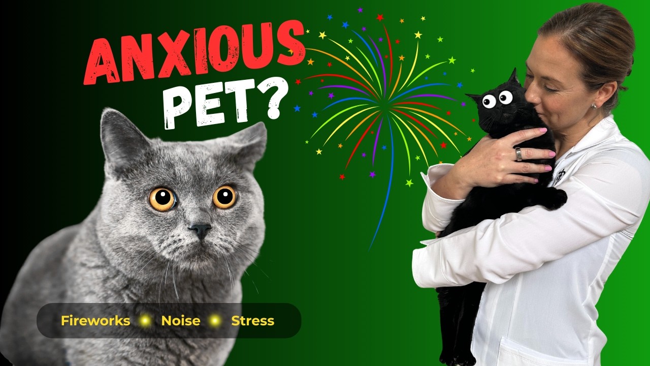 Natural Remedies for Dog & Cat Anxiety (The Gut Health Connection) - Holistic Vet Advice