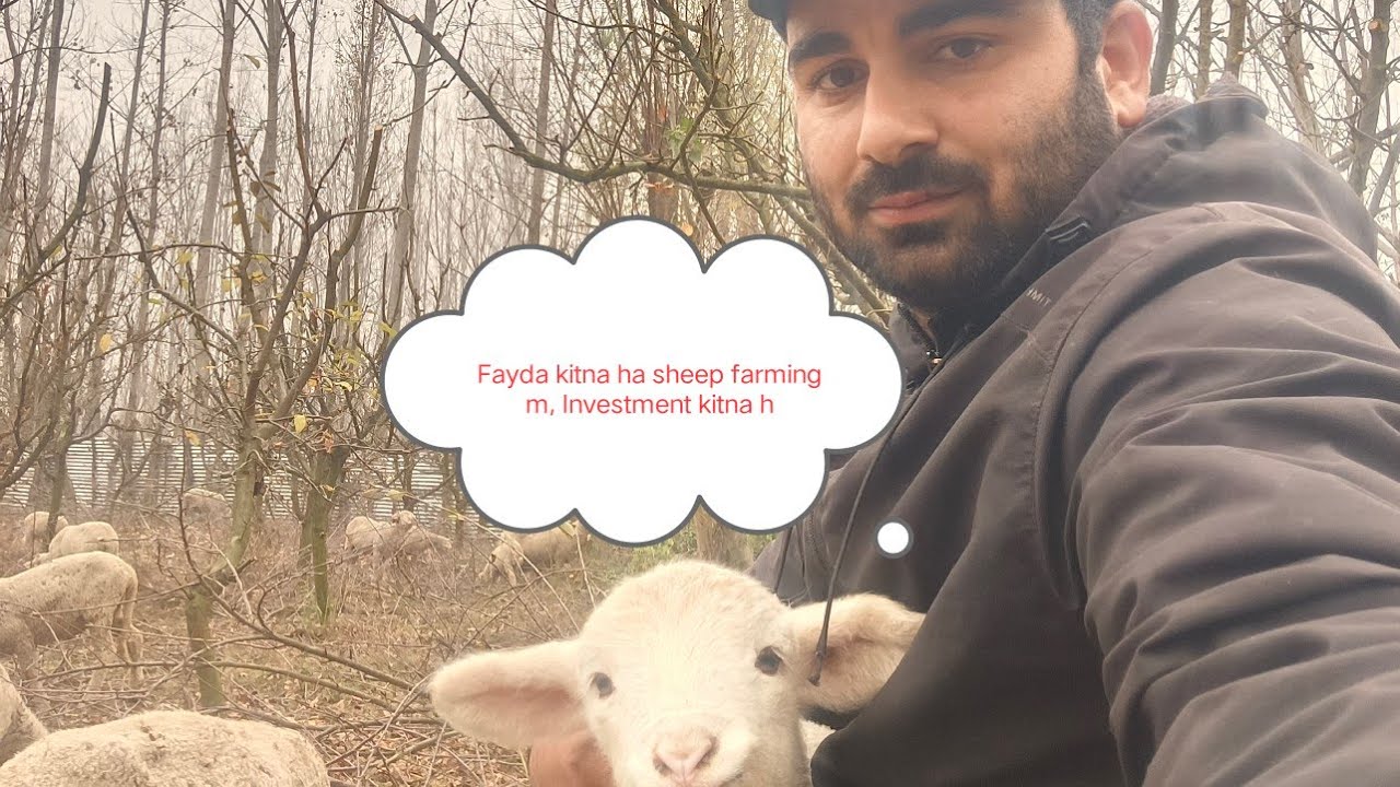 sheep farming ma kitna fayada ha, Investment kitna lagta ha.