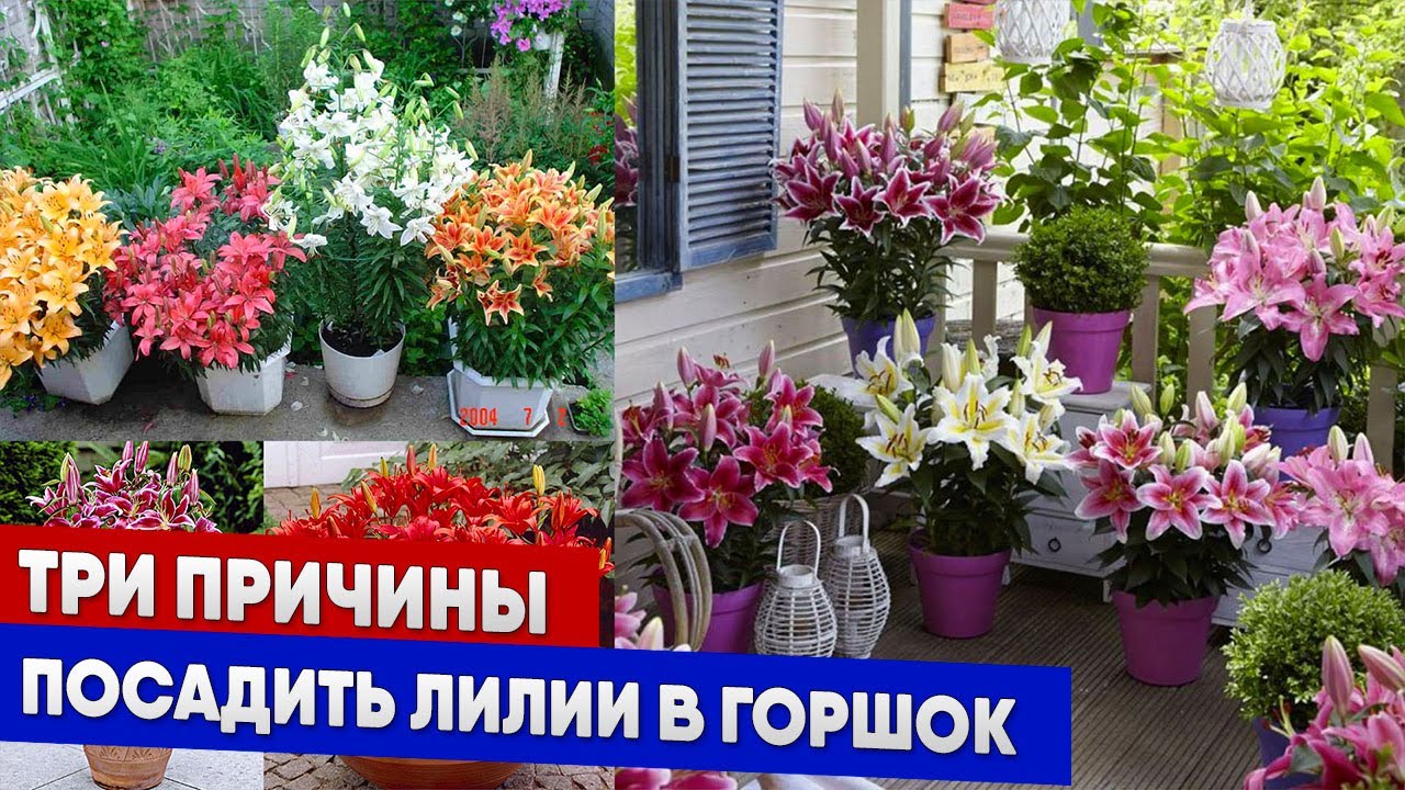 Три причины посадить лилии в горшок